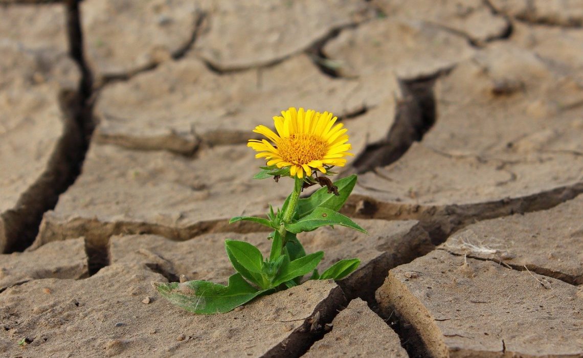 Fiore deserto Fiore deserto