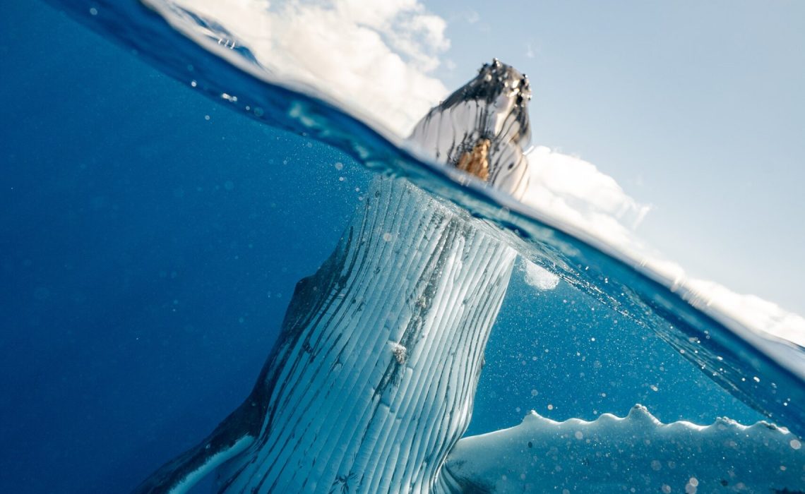 pexels-elianne-dipp-4666751